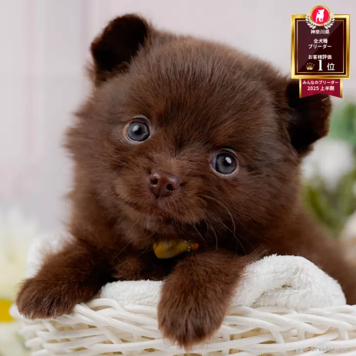 K.O 様のお迎えした子犬