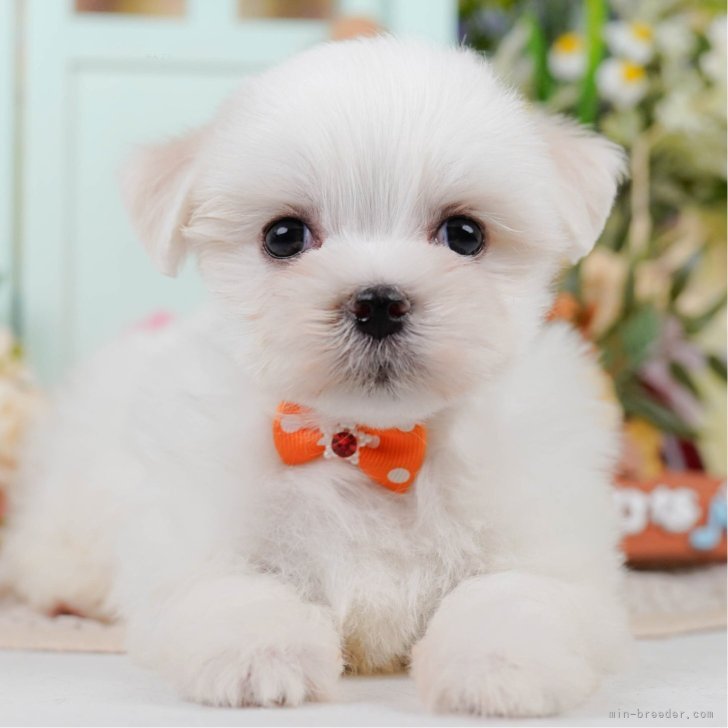 A.K 様のお迎えした子犬