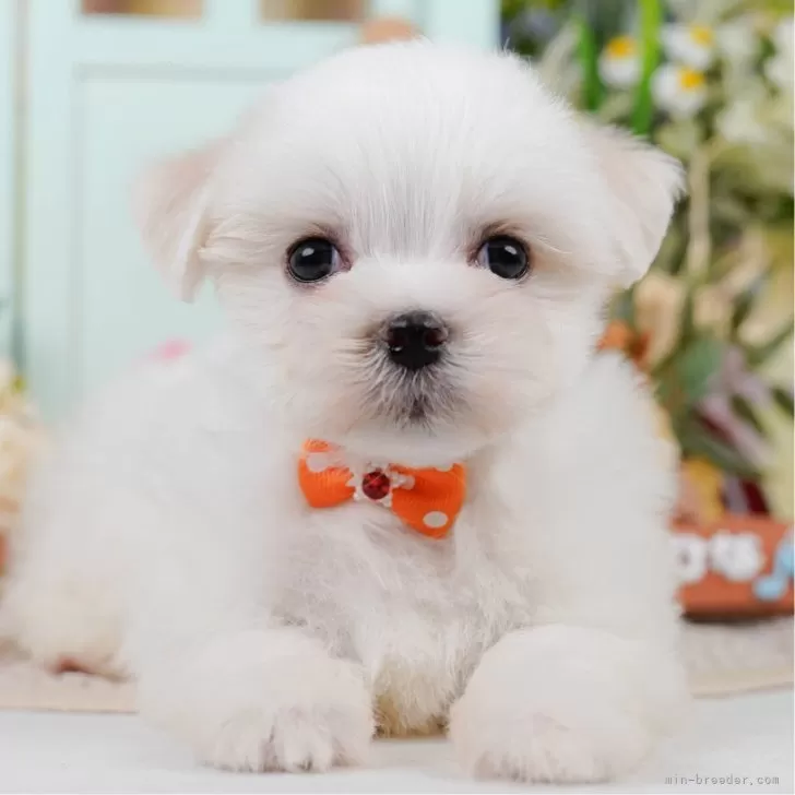 ID：2509-06907の子犬