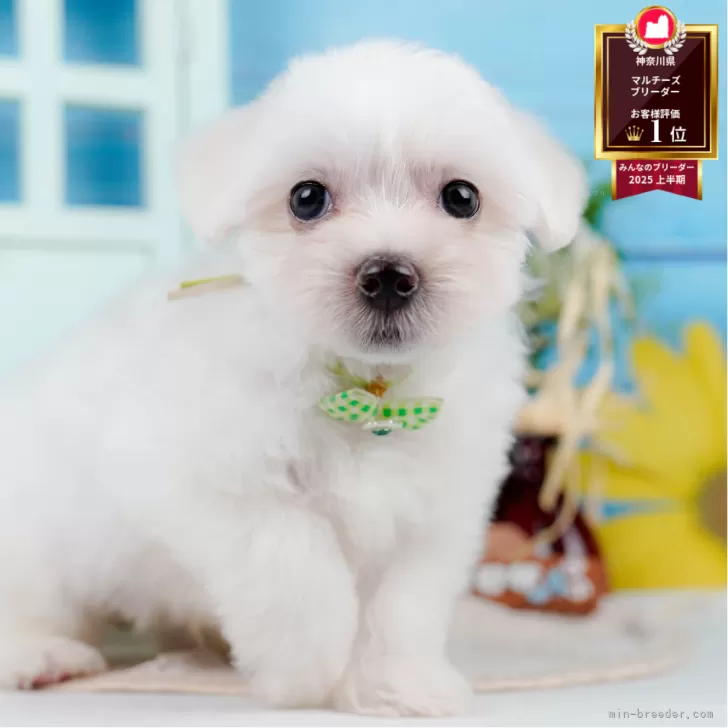 マルチーズ【神奈川県・男の子・2025年6月19日・ホワイト】の写真1「かわいい子犬の画像や当犬舎の情報を掲載しています💖是非、見てください🎶」