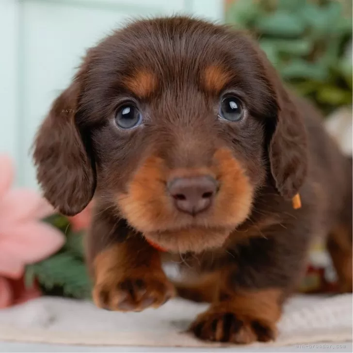 A.W 様のお迎えした子犬
