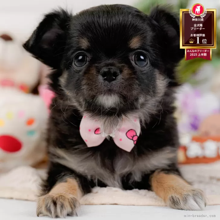 チワワ(ロング)【神奈川県・女の子・2025年9月18日・ブラック&amp;タン】の写真1「かわいい子犬の画像や当犬舎の情報を掲載しています💖是非、見てください🎶」