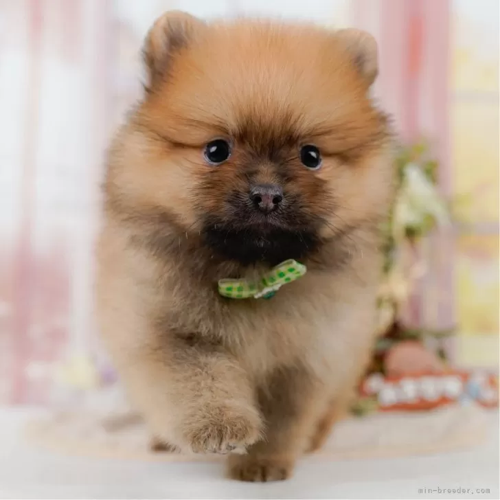 ポメラニアン【神奈川県・男の子・2025年8月13日・オレンジセーブル】の写真1「かわいい子犬の画像や当犬舎の情報を掲載しています💖是非、見てください🎶」