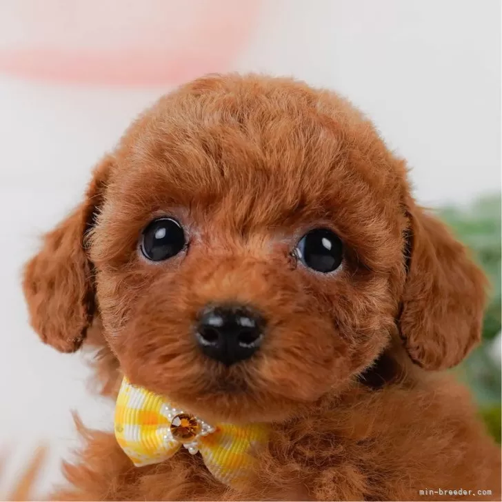 Y.H 様のお迎えした子犬