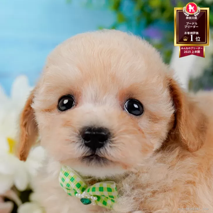 タイニープードル【神奈川県・男の子・2025年8月24日・アプリコット】の写真1「かわいい子犬の画像や当犬舎の情報を掲載しています💖是非、見てください🎶」