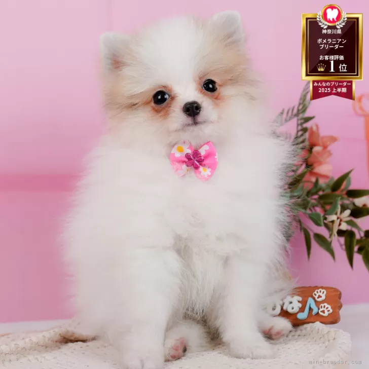 ポメラニアン【神奈川県・女の子・2025年7月4日・パーティー】の写真1「かわいい子犬の画像や当犬舎の情報を掲載しています💖是非、見てください🎶」
