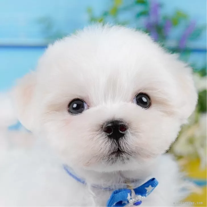 A.K 様のお迎えした子犬