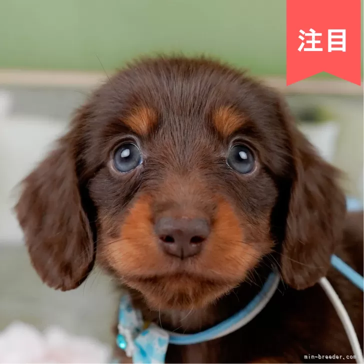 ミニチュアダックスフンド(ロング)【神奈川県・男の子・2025年4月21日・チョコタン】の写真1「かわいい子犬の画像や当犬舎の情報を掲載しています💖是非、見てください🎶」
