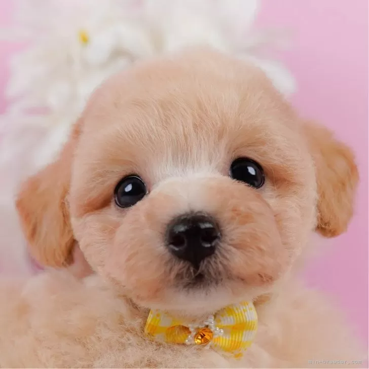 ID:2509-00894の子犬