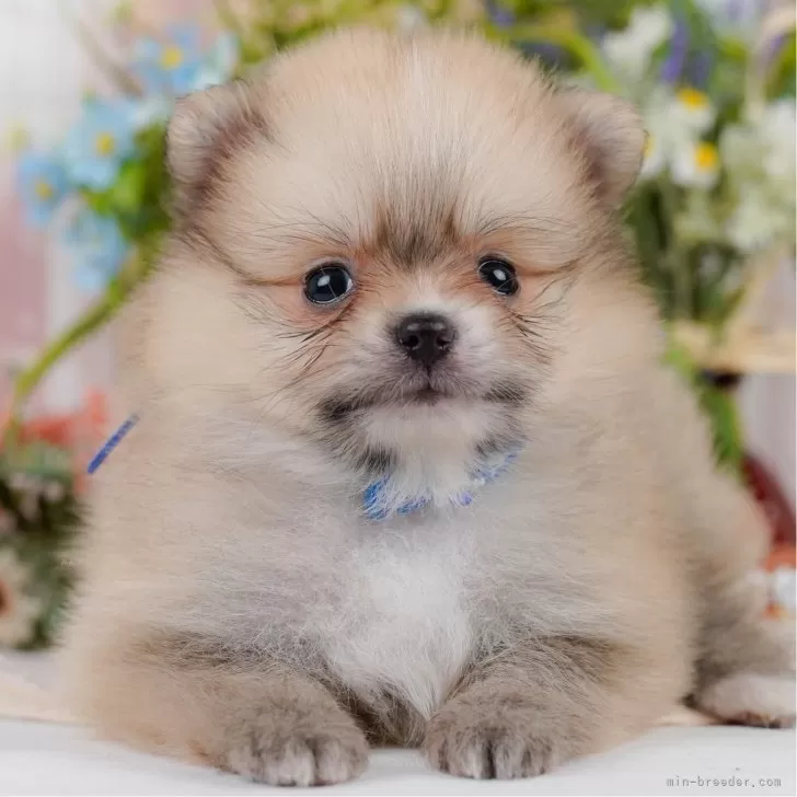 ポメラニアン【神奈川県・男の子・2025年4月22日・クリームセーブル】の写真1「かわいい子犬の画像や当犬舎の情報を掲載しています💖是非、見てください🎶」