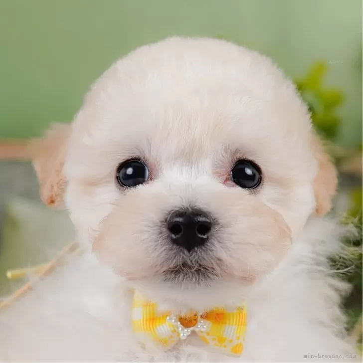 ID：2506-05141の子犬