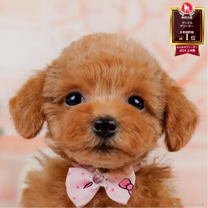 M.O 様のお迎えした子犬