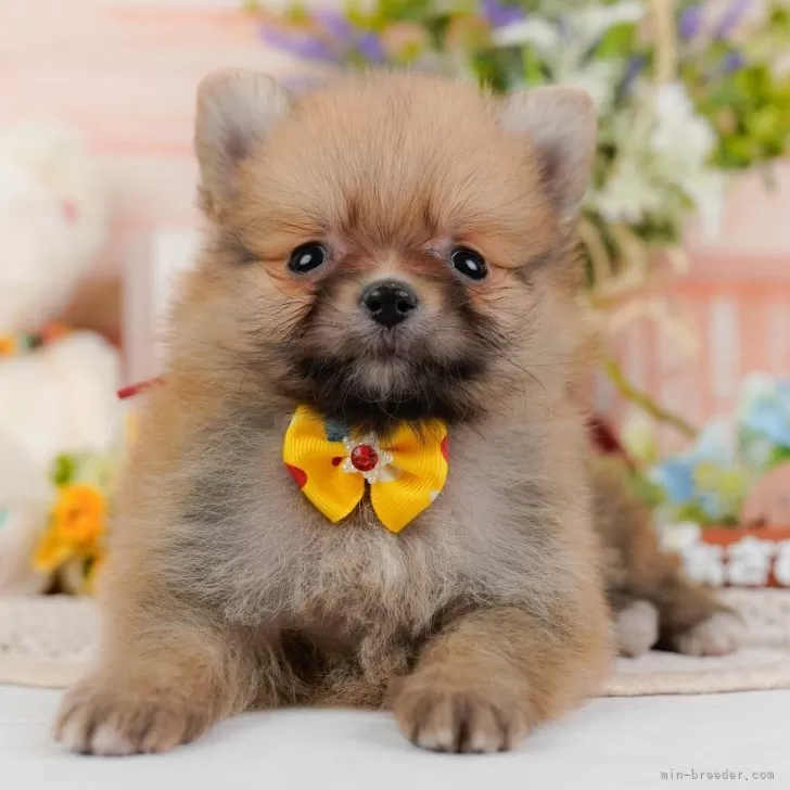 s 様のお迎えした子犬