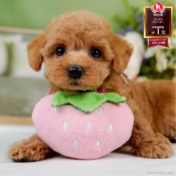 ID:2507-02552の子犬