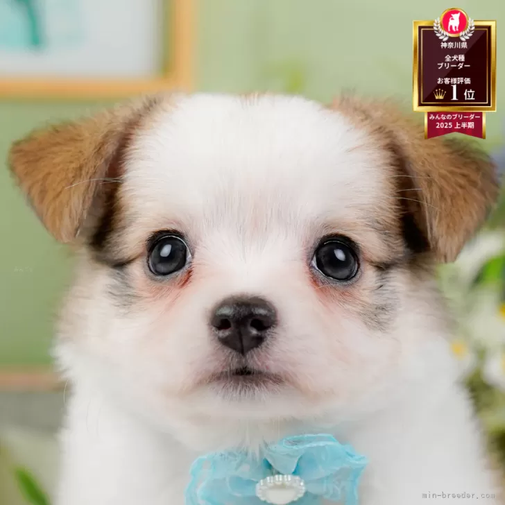 チワマル(マルチーズ×チワワ)【神奈川県・男の子・2025年9月11日・パーティー】の写真1「かわいい子犬の画像や当犬舎の情報を掲載しています💖是非、見てください🎶」