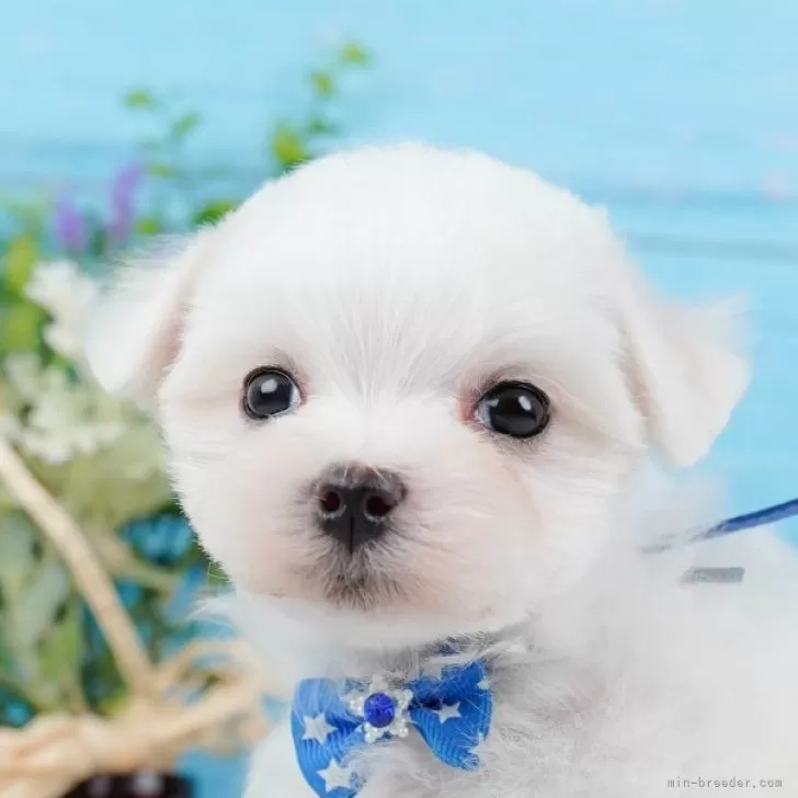 ID:2412-06414の子犬