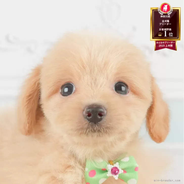 まーぎん☆彡ポメラニアンちゃん　トイプードル　柴犬 ポメプー(ポメラニアン×トイプードル)【神奈川県・男の子・2025