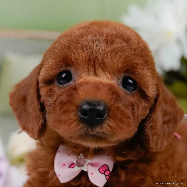 コッカープープー(コッカープー×プードル)【神奈川県・女の子・2025年3月26日・レッド】の写真1「かわいい子犬の画像や当犬舎の情報を掲載しています💖是非、見てください🎶」