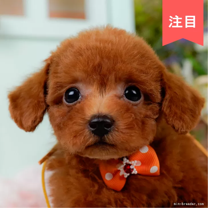 タイニープードル【神奈川県・男の子・2025年5月15日・レッド】の写真1「かわいい子犬の画像や当犬舎の情報を掲載しています💖是非、見てください🎶」
