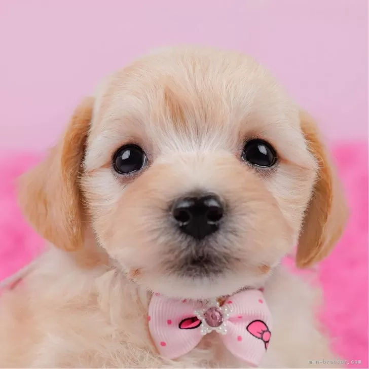 マルプー(マルチーズ×トイプードル)【神奈川県・女の子・2025年4月8日・クリーム】の写真1「かわいい子犬の画像や当犬舎の情報を掲載しています💖是非、見てください🎶」