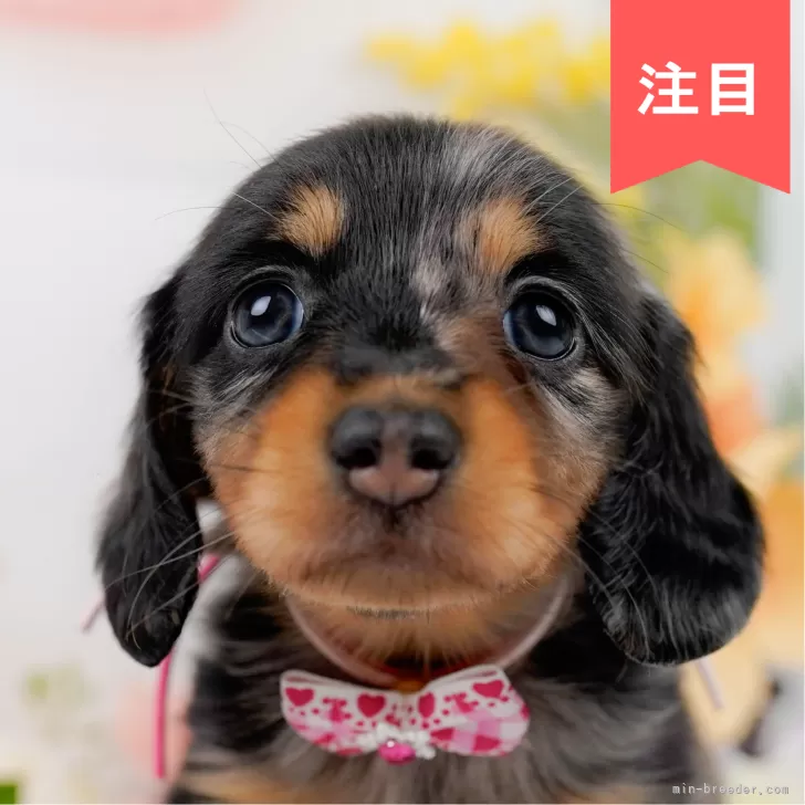 ミニチュアダックスフンド(ロング)【神奈川県・女の子・2025年3月5日・シルバーダップル】の写真1「かわいい子犬の画像や当犬舎の情報を掲載しています💖是非、見てください🎶」