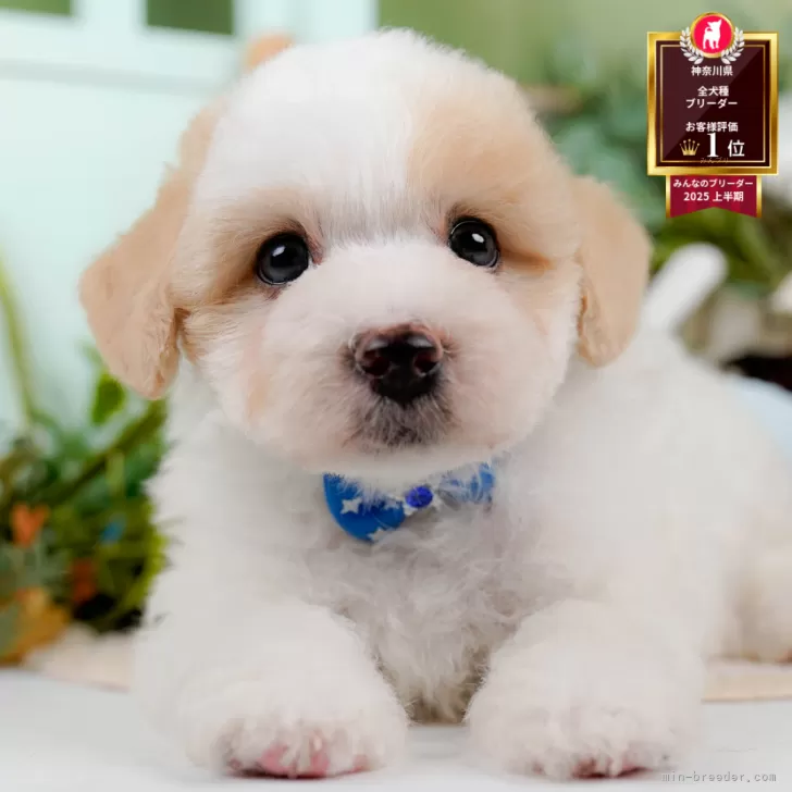 ポメラニアン、柴犬、シーズ、マルチーズ、チワワ、トイプードルとシマエナガパネル ポメラニアン、柴犬、シーズ、マルチーズ、チワワ、トイプードル