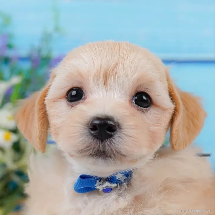 マルプー(マルチーズ×トイプードル)【神奈川県・男の子・2025年4月8日・クリーム】の写真1「かわいい子犬の画像や当犬舎の情報を掲載しています💖是非、見てください🎶」