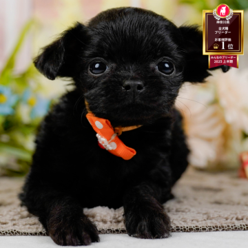 チワプー(チワワ×トイプードル)【神奈川県・女の子・2025年10月25日・ブラック】の写真「🎅12/20開催🎉今年最後のこいぬ見学会🐶」