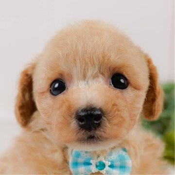 ビションプー(ビションフリーゼ×トイプードル)【神奈川県・男の子・2025年7月18日・アプリコット】の写真「🏆🐾ブリーダーランキング✨神奈川県1位獲得👑」