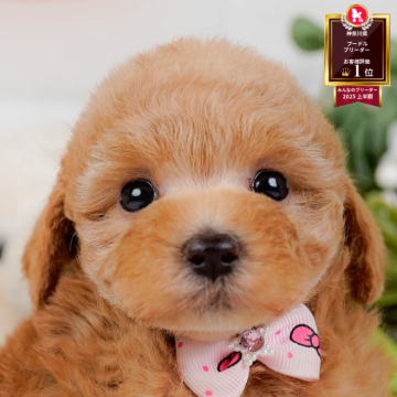 トイプードル(トイ)【神奈川県・女の子・2025年10月6日・レッド】の写真「🐶12/6(土)40頭が参加のこいぬ見学会❄️」