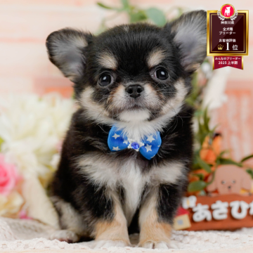 チワワ(ロング)【神奈川県・男の子・2025年9月18日・ブラック&タン】の写真「🐶11/9は40頭以上に会える子犬見学会🐶🎉」