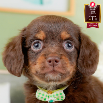 チワックス(チワワ×ダックスフンド)【神奈川県・男の子・2025年10月5日・チョコレート&タン】の写真「🐶12/6(土)40頭が参加のこいぬ見学会❄️」