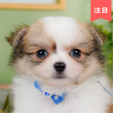 チワワ(ロング)【神奈川県・男の子・2025年5月10日・パーティー】の写真「7/5開催🎉見学会で心ときめく出会いを💓」
