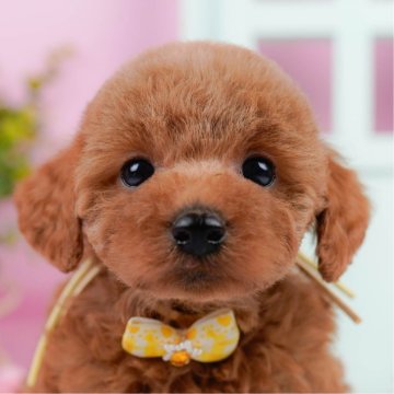 トイプードル(トイ)【神奈川県・女の子・2025年3月10日・レッド】の写真「🌸5/4プチ見学会🌸5/5相談会開催🎉」