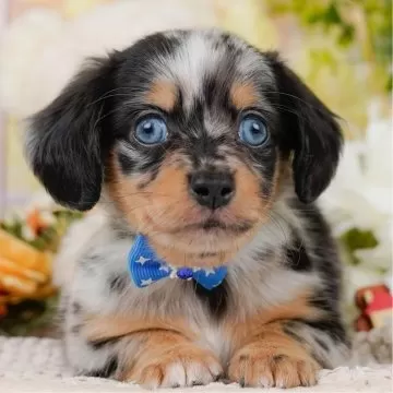 ダックスママ runaeryのママさん on X: 