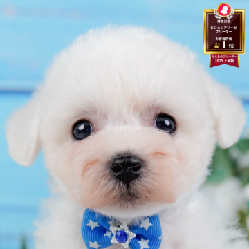 ビションフリーゼ【神奈川県・男の子・2025年9月14日・ホワイト】の写真「🐾11/1〜3開催🎉お迎え前なんでも相談会🐶」