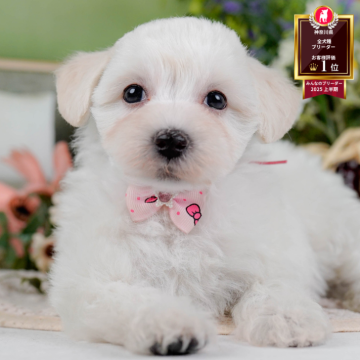 マルプー(マルチーズ×トイプードル)【神奈川県・女の子・2025年10月12日・ホワイト】の写真「🐶12/6(土)40頭が参加のこいぬ見学会❄️」