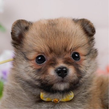 ポメチワ(チワワ×ポメラニアン)【神奈川県・女の子・2025年2月24日・オレンジセーブル】の写真「🐶見学会開催💕可愛いワンちゃんが大集合💓💓」