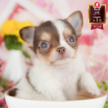 チワワ(ロング)【神奈川県・男の子・2025年5月17日・チョコレートタン&ホワイト】の写真「🩵🐶8/16(土)こいぬの見学会開催🎉」