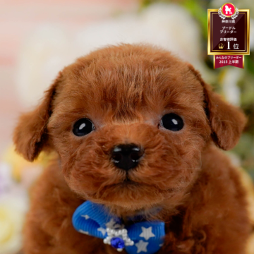 トイプードル(ティーカップ)【神奈川県・男の子・2025年9月23日・レッド】の写真「🐶11/23(日)40頭が参加のこいぬ見学会🫧」