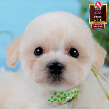 タイニープードル【神奈川県・男の子・2025年5月6日・クリーム】の写真「🌻8/2開催🐶こいぬの特別見学会🎐🐾」