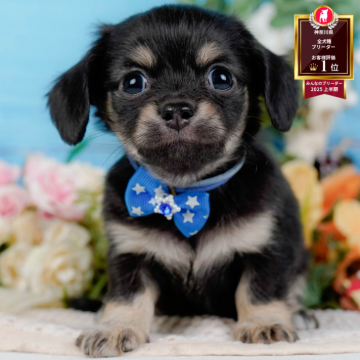 チワックス(チワワ×ダックスフンド)【神奈川県・男の子・2025年10月14日・ブラック&タン】の写真「🏆🐾ブリーダーランキング✨神奈川県1位獲得👑」