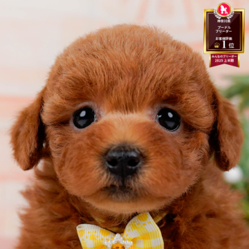 トイプードル(トイ)【神奈川県・女の子・2025年10月22日・レッド】の写真「🎅12/20開催🎉今年最後のこいぬ見学会🐶」