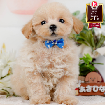 トイプードル(タイニー)【神奈川県・男の子・2025年8月24日・クリーム】の写真「🐶11/9は40頭以上に会える子犬見学会🐶🎉」