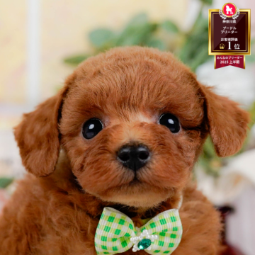 トイプードル(トイ)【神奈川県・男の子・2025年9月30日・レッド】の写真「🐶11/23(日)40頭が参加のこいぬ見学会🫧」