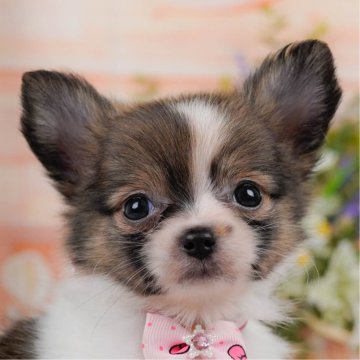 ポメチワ(チワワ×ポメラニアン)【神奈川県・女の子・2025年6月29日・レッド&ホワイト】の写真「🧡9/20～23🐶わんちゃん相談会開催🧡」