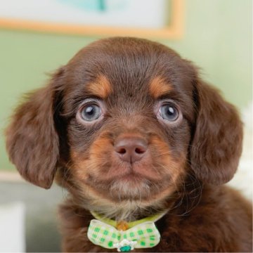 チワックス(チワワ×ダックスフンド)【神奈川県・男の子・2025年10月5日・チョコレート&タン】の写真「🏆🐾ブリーダーランキング✨神奈川県1位獲得👑」