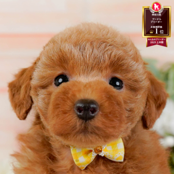 トイプードル(トイ)【神奈川県・女の子・2025年9月19日・レッド】の写真「🏆🐾ブリーダーランキング✨神奈川県1位獲得👑」