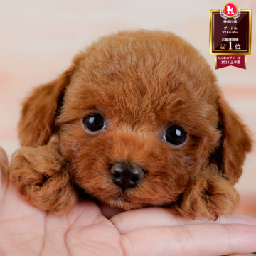 トイプードル(トイ)【神奈川県・男の子・2025年10月24日・レッド】の写真「🎅12/20開催🎉今年最後のこいぬ見学会🐶」