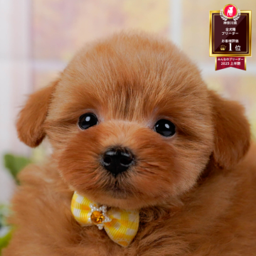 ポメプー(ポメラニアン×トイプードル)【神奈川県・女の子・2025年11月18日・レッド】の写真「1/10(土)開催🎉今年初のこいぬの見学会🐶✨」